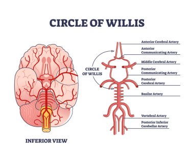 Circle of willis circulatory anastomosis with blood in brain outline diagram clipart