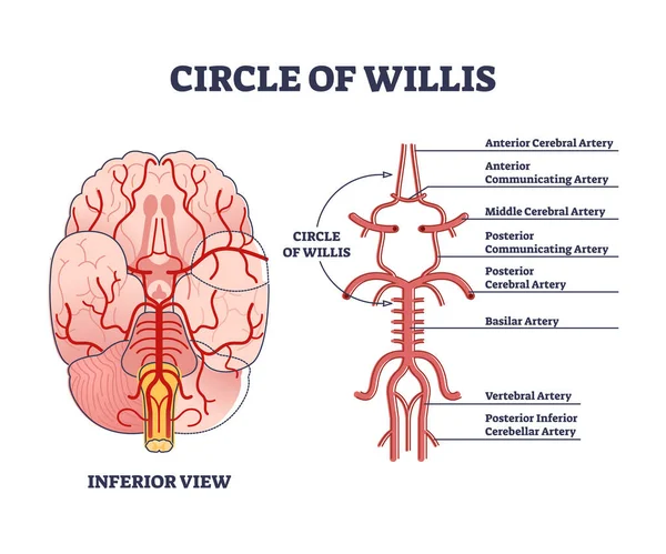 Circolo di anastomosi circolatoria willis con sangue nel diagramma schematico del cervello — Vettoriale Stock