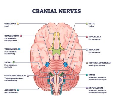 Cranial nerves pairs with anatomical sensory functions in outline diagram clipart