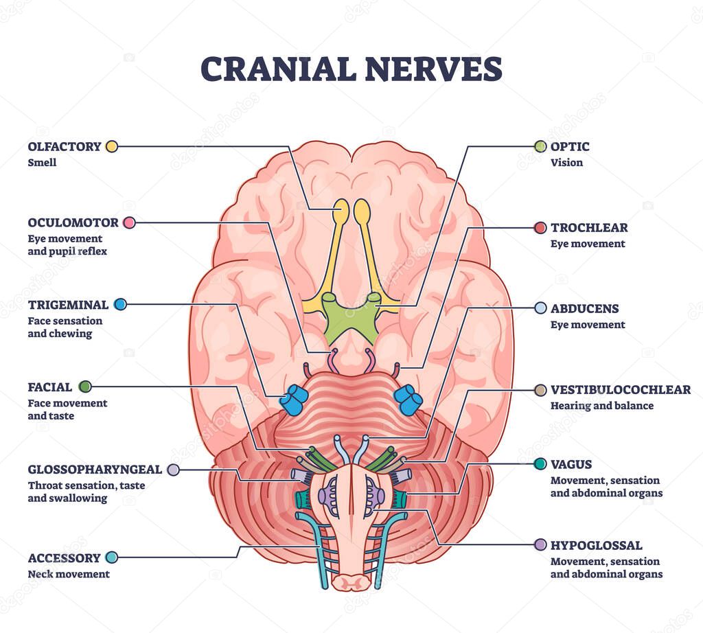 Cranial nerves pairs with anatomical sensory functions in outline diagram