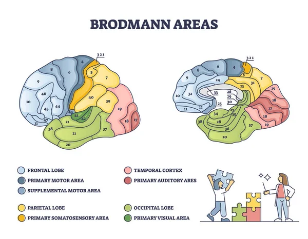 Brodmann gebieden in kaart te brengen als hersengebied zones van cerebrale cortex schema — Stockvector