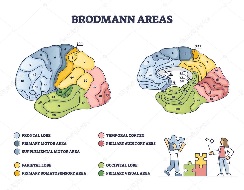 Brodmann areas map as brain region zones of cerebral cortex outline diagram