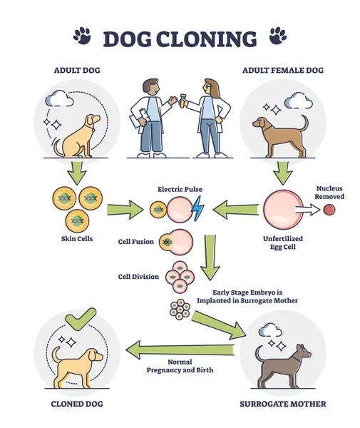 Explicação da clonagem de cães como diagrama de contorno de fertilização artificial de óvulos — Vetor de Stock