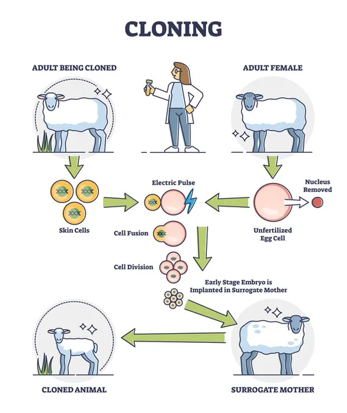 Spiegazione del processo di clonazione con le fasi di creazione di pecore adulte schema di contorno — Vettoriale Stock