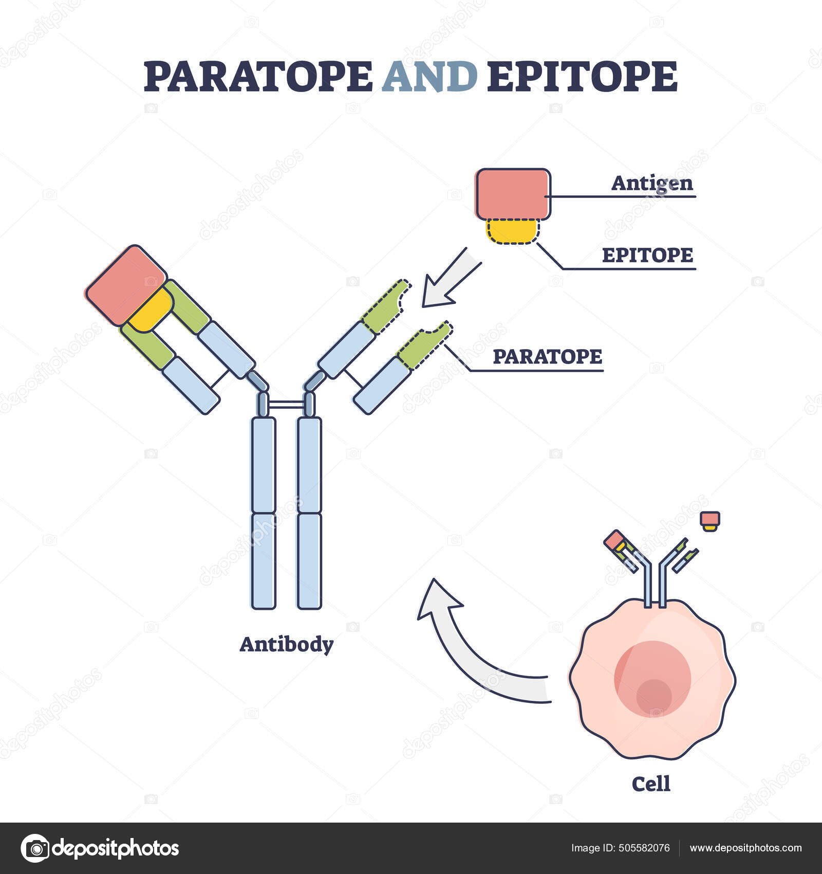 Paratope and epitope antibody binding with foreign body outline diagram