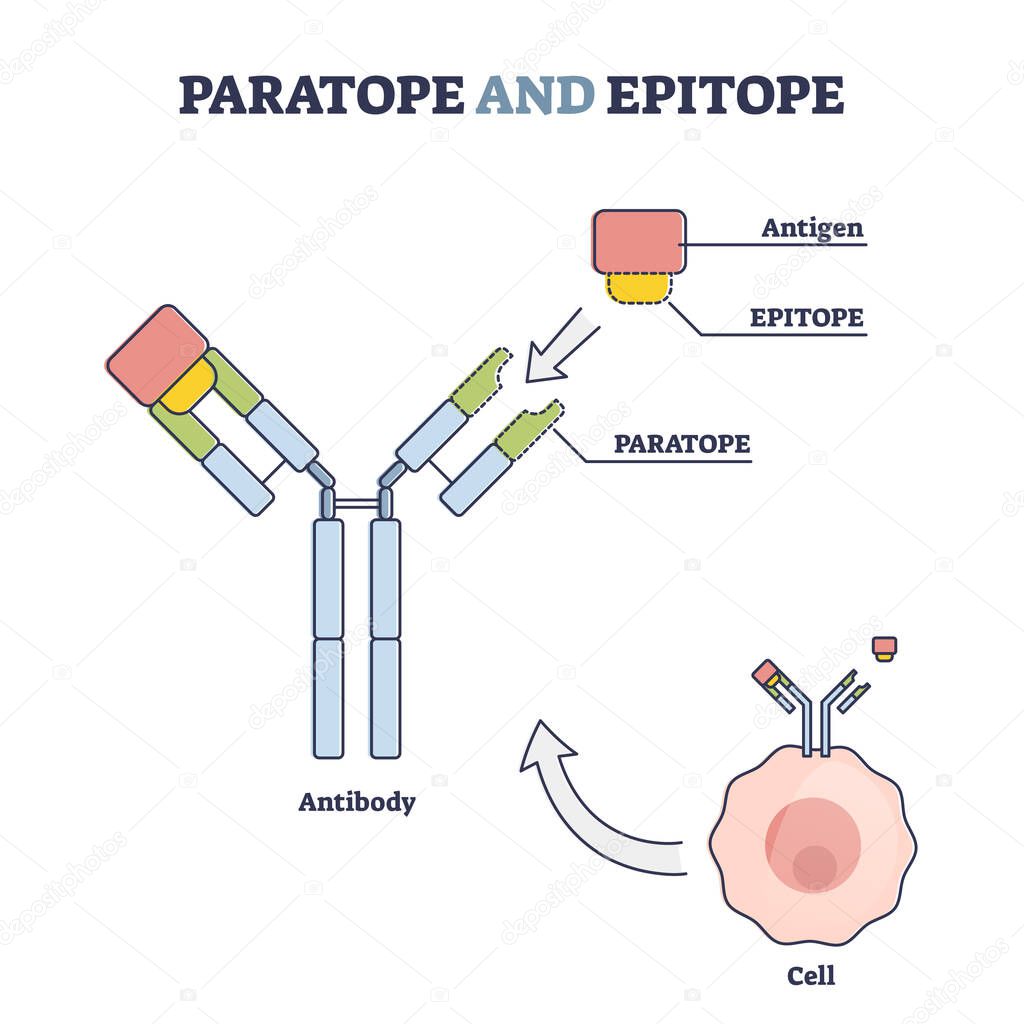 Paratope and epitope antibody binding with foreign body outline diagram