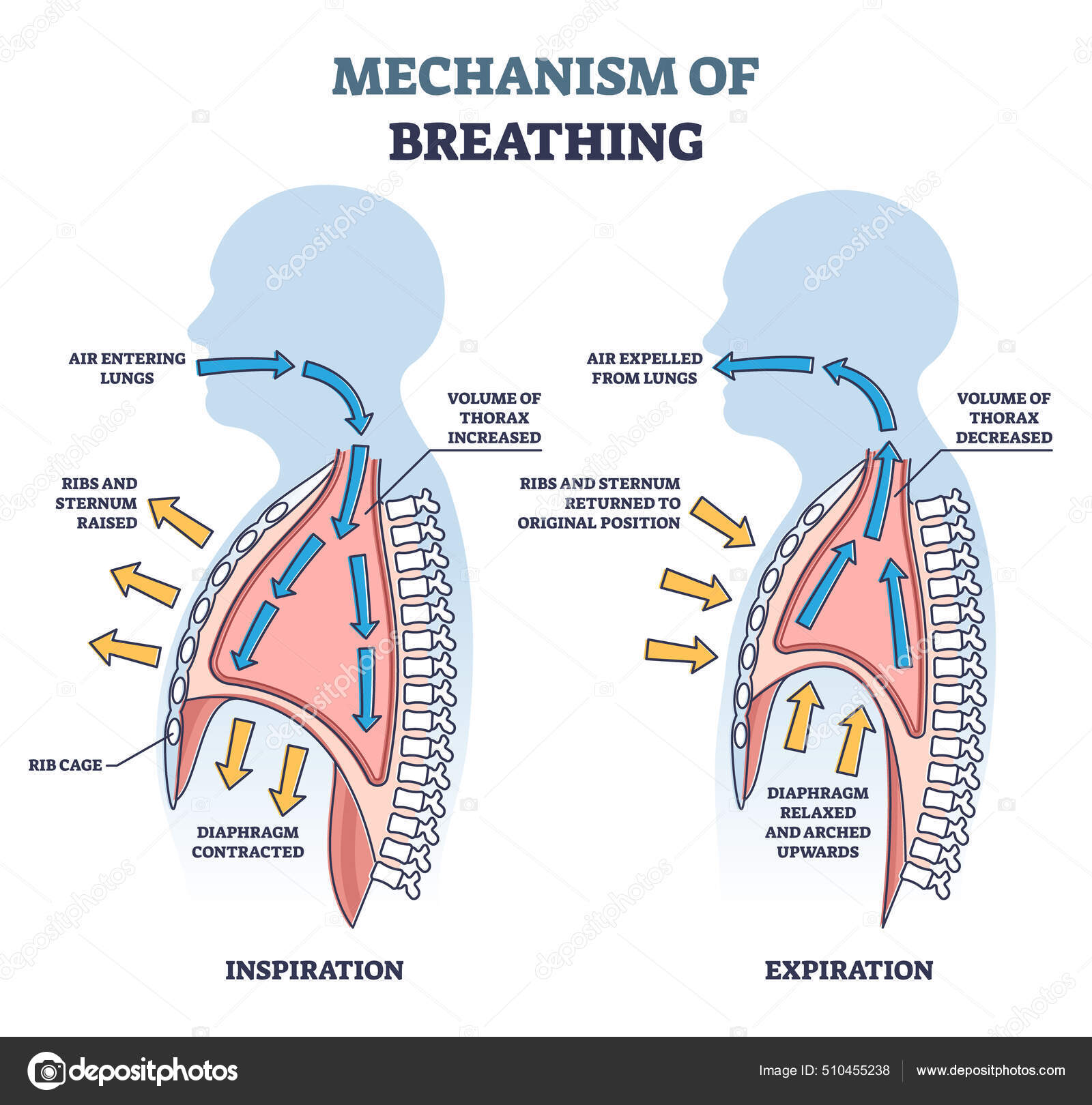 Mechanism of breathing with anatomical process explanation outline diagram Stock Vector Image by ©VectorMine #510455238 Mechanism of breathing with anatomical process explanation outline diagram Stock Vector Image by ©VectorMine #510455238