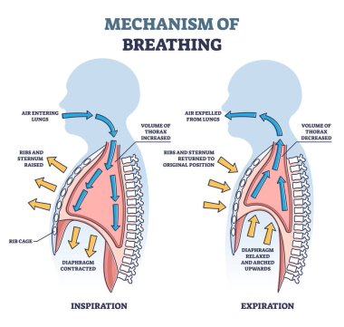 Mechanism of breathing with anatomical process explanation outline diagram clipart