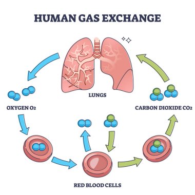 Human gas exchange process with oxygen cycle explanation outline diagram clipart