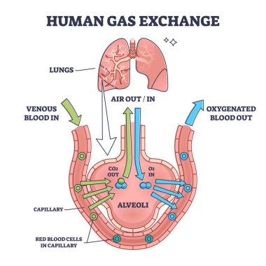 Kan oksijeni dolaşım şeması olan insan gazı değişim sistemi.