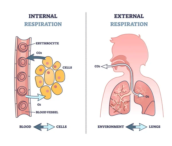 Sistema respiratório interno vs externo com diagrama de contorno de troca de ar — Vetor de Stock