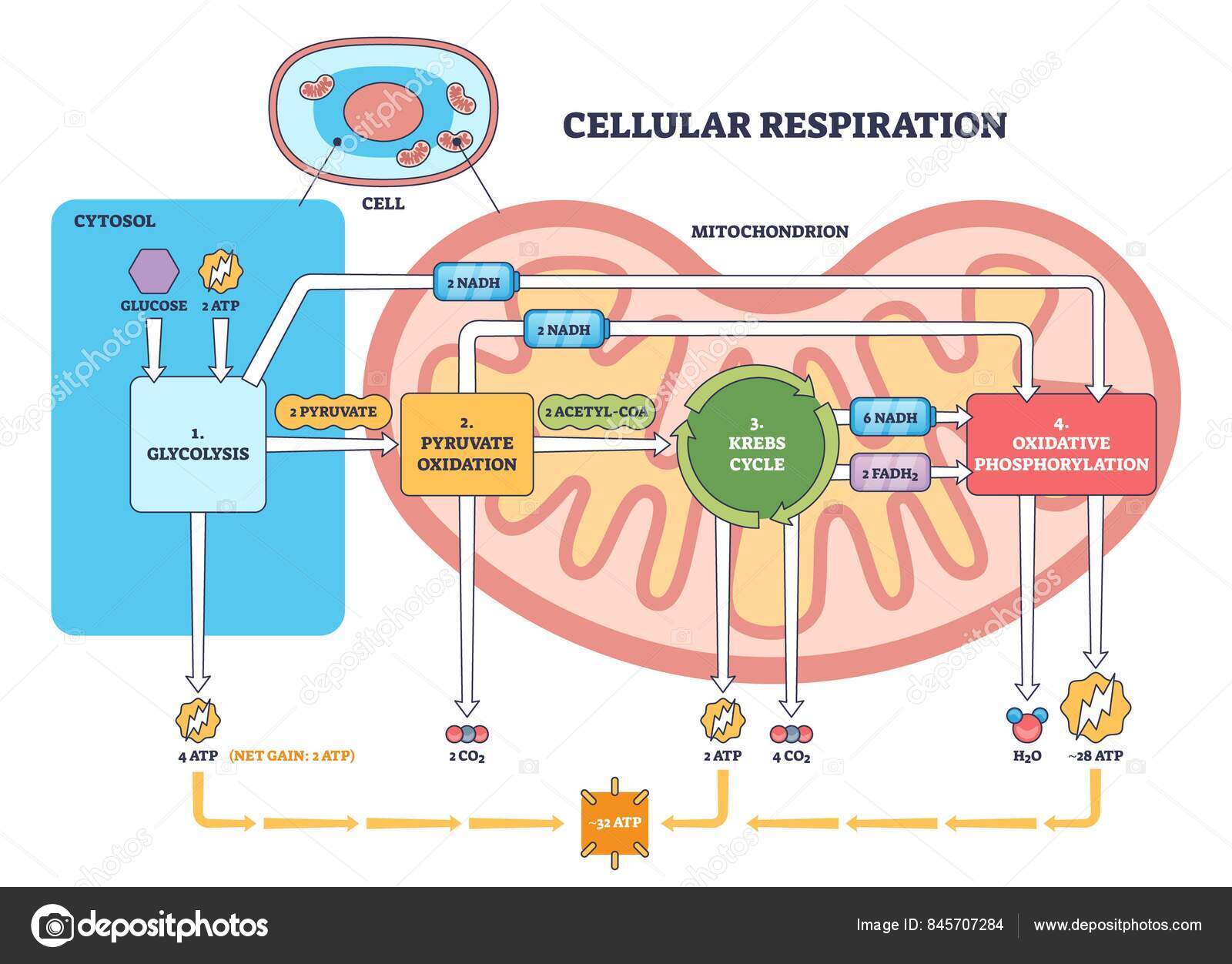 Vectores de Fosforilación oxidativa, imágenes vectoriales | DepositPhotos, image size:1600x1252
