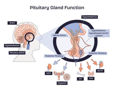 Hipofiz bezi fonksiyonu diyagramı hipotalamus, portal sistemi ve loblar, anahtar nesneler, hipofiz bezi, hipotalamus ve hormonlar yoluyla endokrin kontrolü gösteriyor. Doodle biçim diyagramı