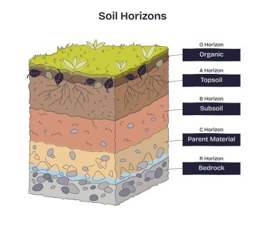 Toprak ufuk çizgileri organik O 'dan ana kayaya katmanlar gösteriyor. Toprak oluşumunu ve besin akışını, temel nesneleri, üst toprağı, alt toprağı, temel kayayı açıklıyor. Doodle biçim diyagramı
