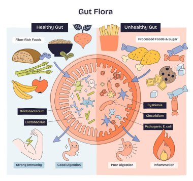Gut flora doodle diyagramı sağlıklı ve sağlıksız mikrobiyoma karşı karşıya gelir, lifli gıdaları iyi sindirim ve şekere bağlar, disbiyoz, anahtar nesneler, bağırsak, bakteri, yiyecek. Doodle biçim diyagramı