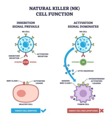 NK hücre fonksiyonu diyagramı inhibitör ve inhibitör sinyalleri gösteriyor, NK hücre reseptörleri sağlıklı hücreleri ayırıyor ve tümör hücrelerini litik granüllerle öldürüyor. Özet diyagramı