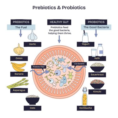 Prebiyotik ve probiyotik özet diyagramı prebiyotik fiberin canlı bakterileri, anahtar maddeleri, bağırsakları, yoğurdu, sarımsağı beslediği sağlıklı bir bağırsak gösteriyor. Doodle biçim diyagramı