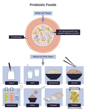 Probiyotik gıdalar kısa diyagramı sağlıklı bir bağırsağı iyi bir bakteriyle temizler ve sindirim desteği için yoğurt ve kimçi gibi kaynakları gösterir. Doodle biçim diyagramı