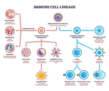 Bağışıklık hücresi soyu kısa diyagramı kök-soy ayrımının haritasını çıkarır, hematopoietik kök hücrenin miyeloid ve lenfoid yollara ayrıldığını gösterir, anahtar T hücresi, B hücresi, makrofaj. Özet diyagramı