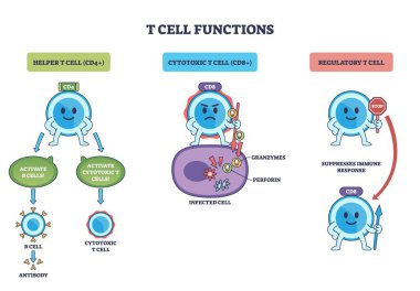 T hücresi fonksiyonları yardımcı CD4, sitotoksik CD8 ve düzenleyici hücrelerin etkinleştirilmesini, enfekte hücrelerin öldürülmesini ve ok ve etiketlerle bastırılmasını tasvir eder. Özet diyagramı