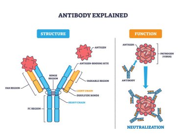 Antikor, Y şeklindeki proteinin virüsü nötralize etmek için antijeni bağladığını, yapıyı ve bağlanma yerlerini gösterdiğini açıkladı. Anahtar nesneler, antikor, antijen, patojen. Özet diyagramı