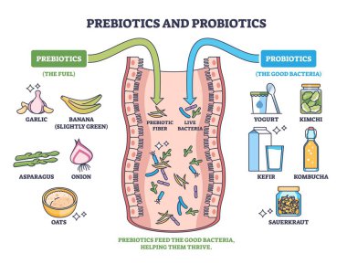 Prebiyotikler ve mide sağlığının probiyotik diyagramı, sarımsak, yoğurt, anahtar nesneler, bağırsak, ok, mikrop gibi yiyeceklerden beslenen lifleri gösteriyor. Özet diyagramı