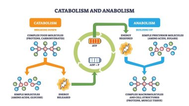 Metabolik katabolizma anabolizma döngüsü ATP-ADP enerji akışının bozulduğunu ve arttığını gösteriyor, anahtar elementler moleküller, oklar ve ATP pil simgeleri. Özet diyagramı