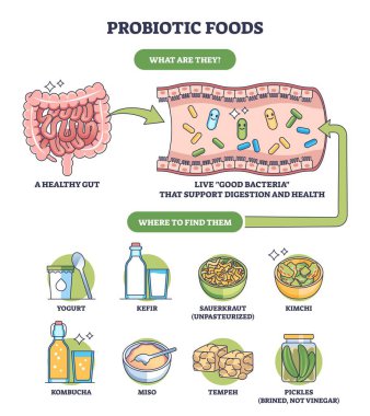 Probiyotik gıdaların kısa grafiği, sağlıklı bir bağırsak, iyi bakteriler ve yoğurt ve kimçi gibi kaynaklara sahip sindirim desteğini gösteren sağlıklı bir bağırsak göstermektedir. Özet diyagramı