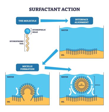 Surfactant eylem ana hatları moleküllerin su yağı arayüzünde hizalandığını ve mikroskop, anahtar nesneler, hidrofilik kafa, hidrofobik kuyruk, yağ damlası oluşturduğunu gösteriyor. Özet diyagramı