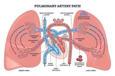 Pulmoner arter yolu kardiyopulmoner dolaşımı gösteriyor, sağ ventrikülden akciğerlere deoksijenli kan, akciğer damarları, kalp, akciğer, atardamarlar vurgulanmış. Özet diyagramı