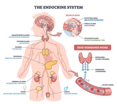 Endokrin sistem özet diyagramı, anahtar bezleri hipofiz bezleri, tiroid ve pankreas boyunca hormon akışının vücut düzenlemeleri için kan damarlarına salgılandığını gösterir. Özet diyagramı
