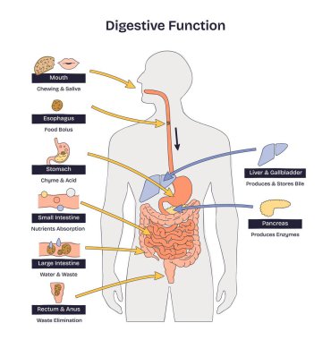 Sindirim fonksiyonu, gıdanın safra ve enzim desteği ile ağız, mide ve bağırsaklarda nasıl adım adım ilerlediğini gösteriyor. Doodle biçim diyagramı
