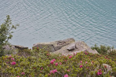 Vahşi pembe rhododendron, liken kaplı kayaları turkuaz bir alp gölü kıyısı boyunca çerçeveleyerek yaz yürüyüşünü, dağ manzaralarını, sükuneti ve açık hava kaçışını çağrıştıran huzurlu bir doğal manzara yaratır..