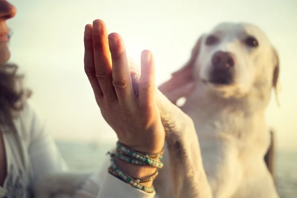 Dog's paw and man's hand gesture of friendship — Stock Photo, Image