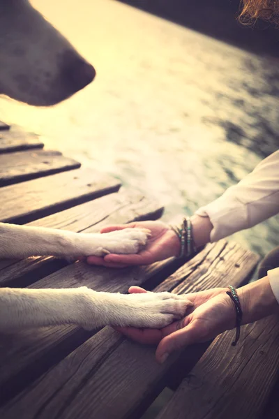 Las patas del perro y las manos del hombre gesto de amistad — Foto de Stock