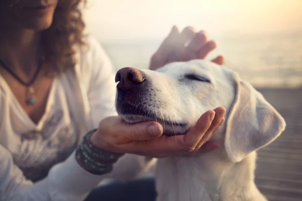 所有者の彼女の犬を優しく愛撫 — ストック写真