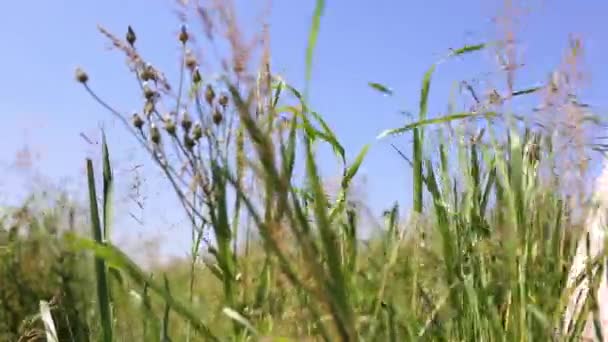 Femme marchant toucher l'herbe longue dans le champ en été sur le ciel bleu 
