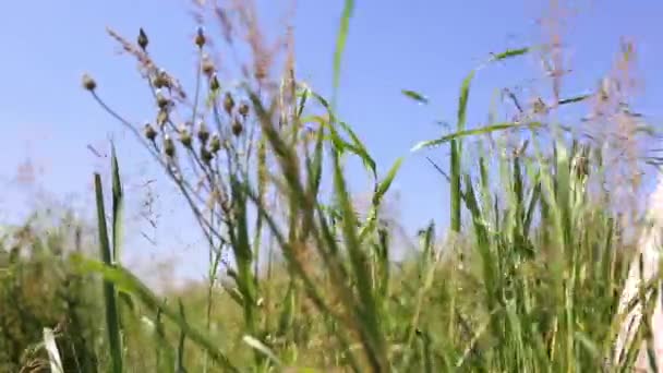 Alandaki uzun otların üzerinde mavi gökyüzü yaz aylarında dokunmadan yürüyen kadın — Stok video