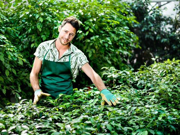 Agricultor comprueba sus plantas con amor — Foto de Stock