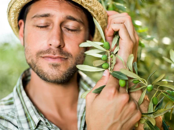 Agricoltore abbraccia la sua pianta di olive con amore — Foto Stock