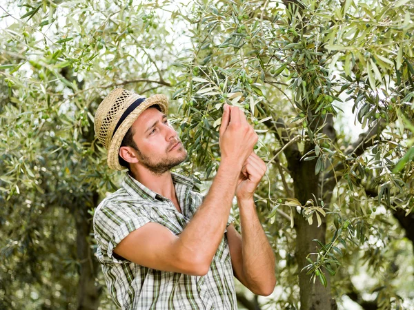 Agricultor está colhendo azeitonas e verificando o estado de maturidade — Fotografia de Stock