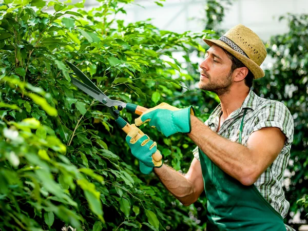 Poda de los agricultores en un invernadero — Foto de Stock