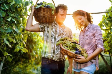 bir bağ üzüm hasat çiftçiler