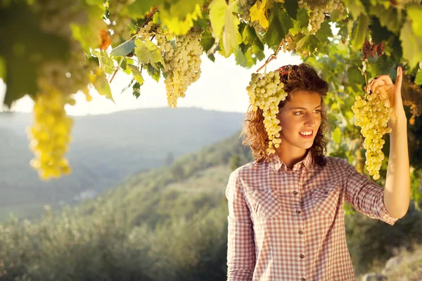 Femme récolte des raisins sous la lumière du coucher du soleil — Photo