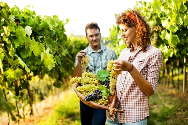 Agricoltori che raccolgono uva in un vigneto — Foto Stock