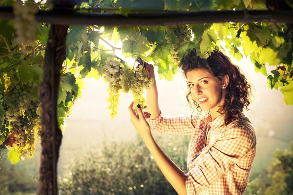 Girl harvesting grapes under sunset light — Stock Photo, Image