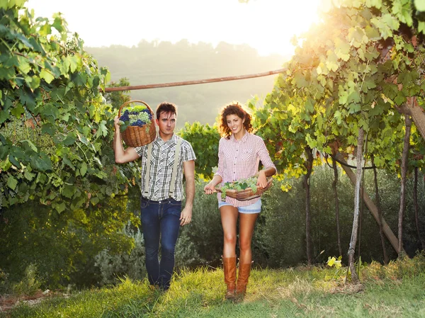 Coppia di agricoltori che raccolgono l'uva — Foto Stock