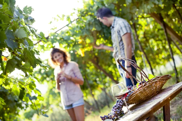 Composição da uva e do vinho na vinha — Fotografia de Stock