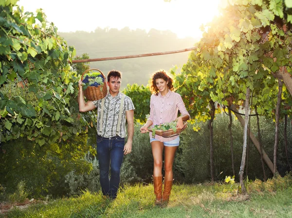 Ein paar Bauern ernten die Trauben Stockbild