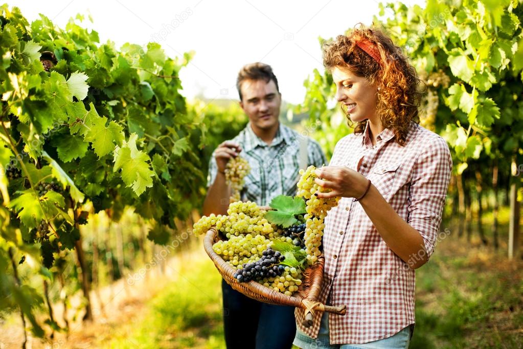 Farmers harvesting grapes in a vineyard ⬇ Stock Photo, Image by